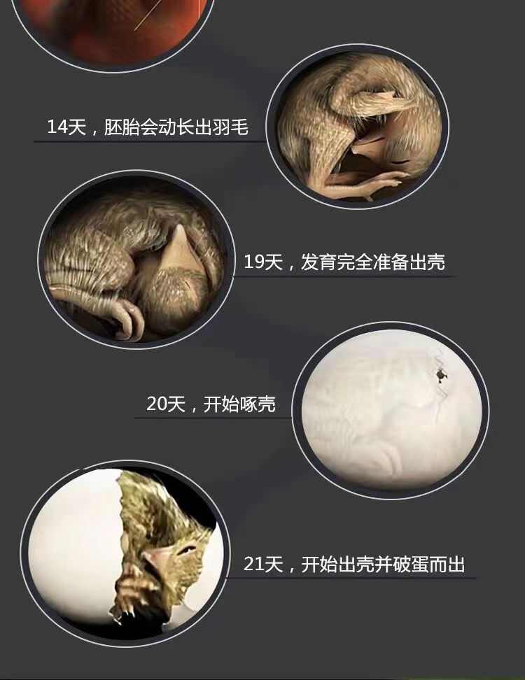 全套半自动智能恒温孵化器家用小型水床孵化芦丁鸡鸭鹅鸽子鹌鹑