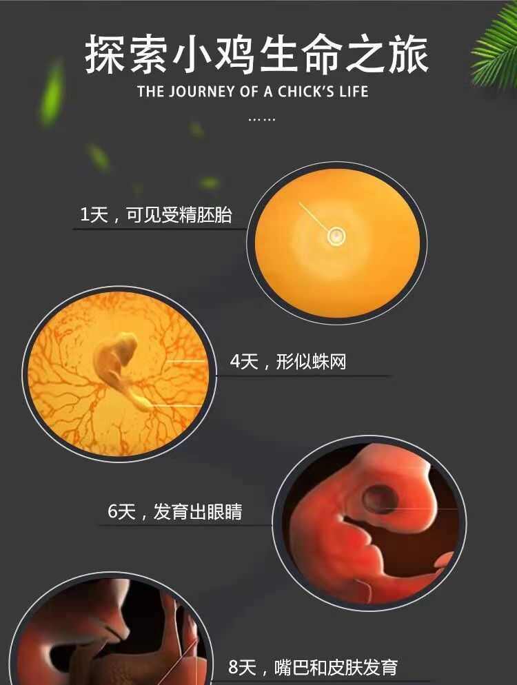 全套半自动智能恒温孵化器家用小型水床孵化芦丁鸡鸭鹅鸽子鹌鹑