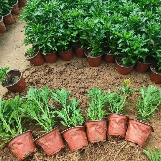 青州市黄金菊 木春菊 园林花卉宿根苗