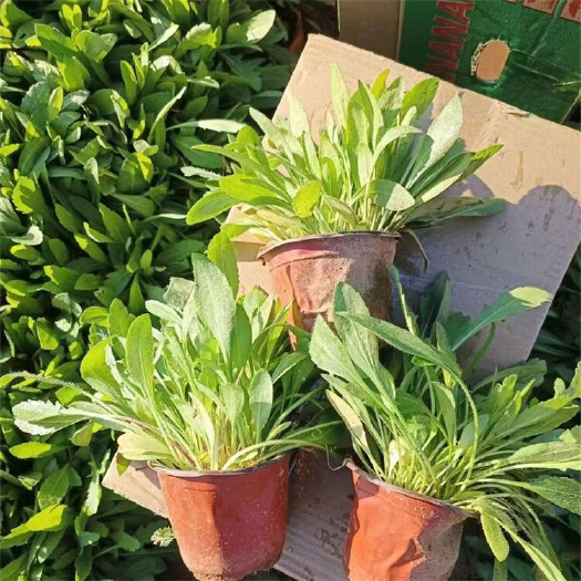 青州市天人菊 多年生林荫菊花