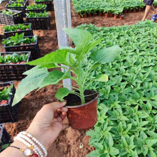 青州市向日葵 园林草花 品种微笑