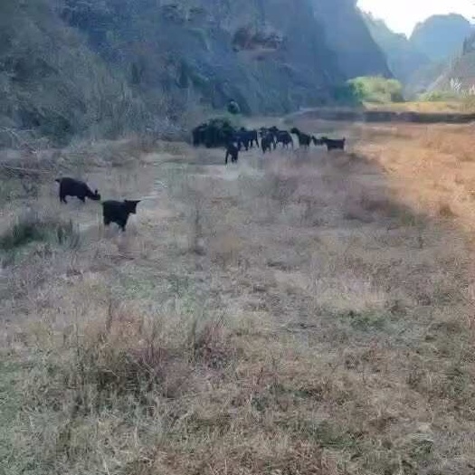 平江县纯散养黑山羊，不吃一粒饲料