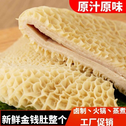  清真水退全肚带金钱肚8成熟牛肚 非碱发 出成率高