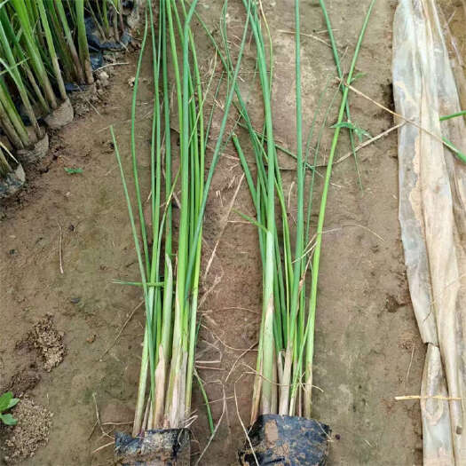青州市水葱 山东青州水生植物种植基地批发