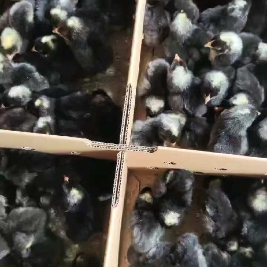 南宁芦花鸡苗 黑芦花鸡苗 原种芦花鸡苗 优质苗子 成活率高