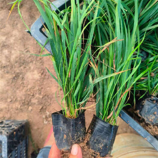 青州市拂子茅 卡尔拂子茅 观赏草种植基地
