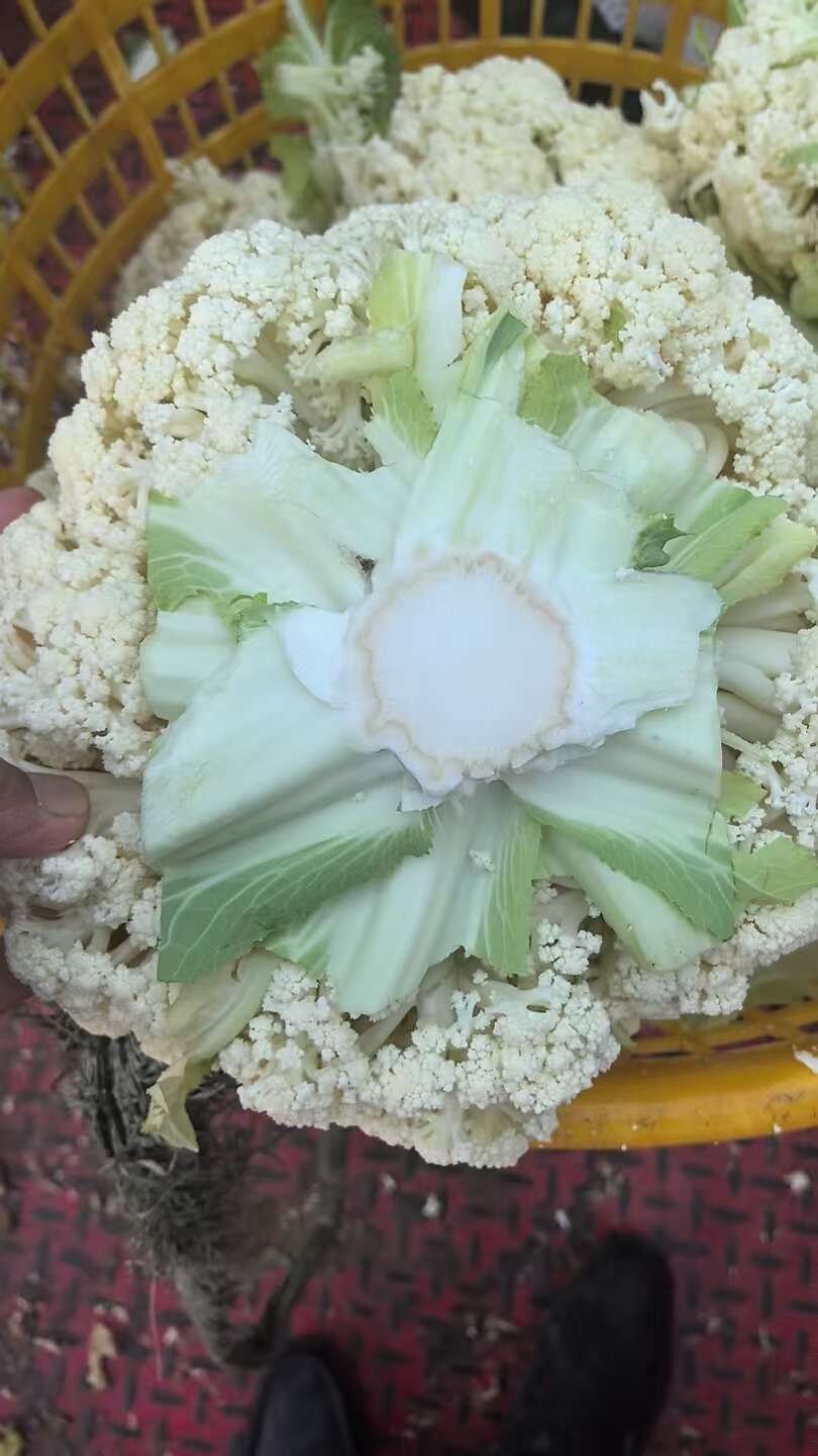 25年新品瑞安优质花菜整车发货专线路线配送