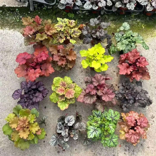 青州市矾根 多叶色观赏花苗 肾形草杯苗