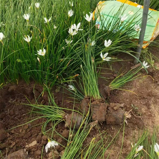 葱兰 白花葱兰 红花韭兰