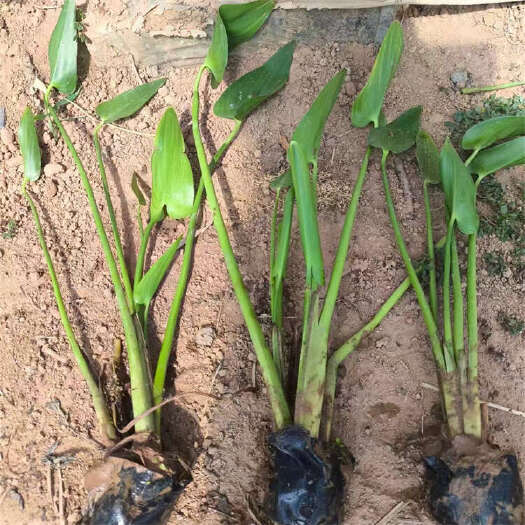 梭鱼草 水生植物园基地 湿地种植 园林水景梭鱼草批发