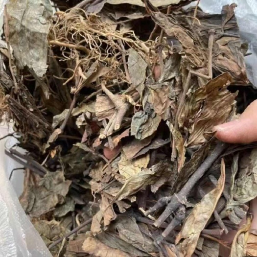 九节茶肿节风消延大王九节茶肿节风消延大王批发