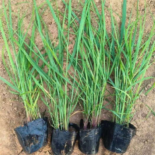 柳枝稷杯苗基地 园林观赏草种植批发