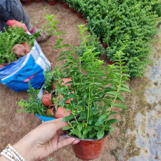 满天星 紫花萼距花 金叶满天星