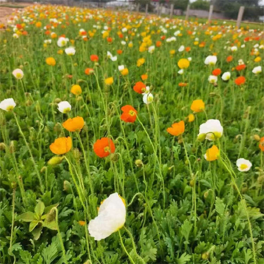 青州市冰岛虞美人 早春开花苗基地