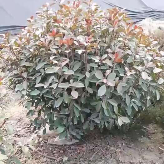 新沂市红叶石楠批发耐寒四季红绿璃植物