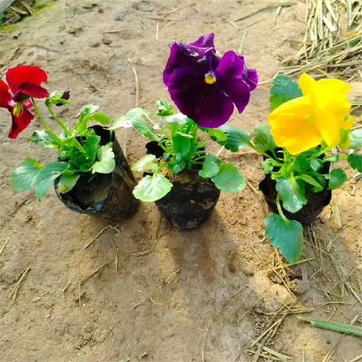三色堇 抗冻草花耐寒多年生