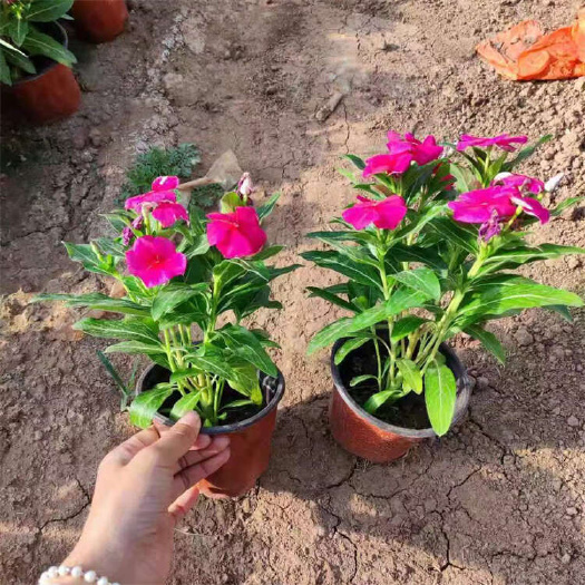 天天开 长春花 节日草花种植基地