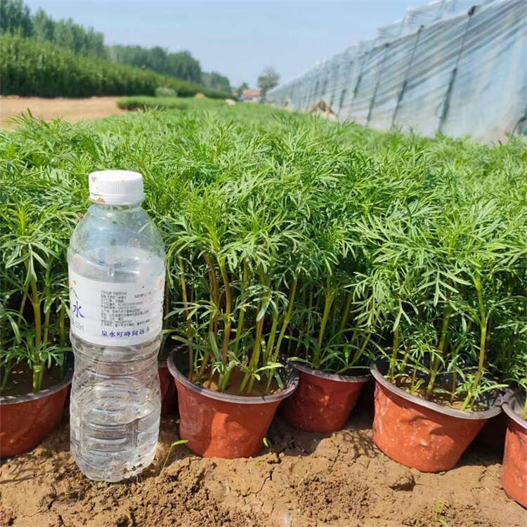 波斯菊 格桑花 秋英杯苗