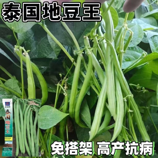 长沙泰国地豆王四季豆种子产量高豆角顺直地豆中免搭架高产抗病