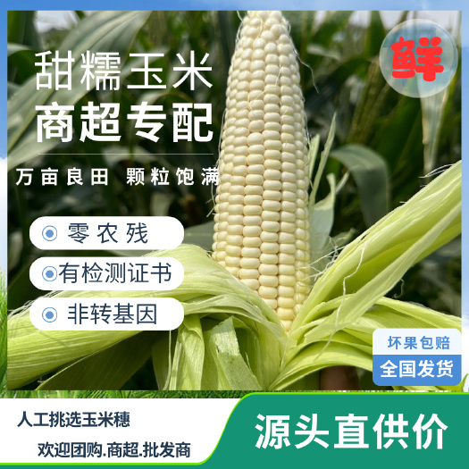 商超专配京产甜糯鲜玉米穗预售
