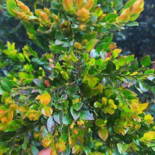 台山市黑骨茶盆栽台山优质苗木