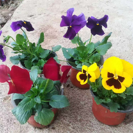 三色堇 猫脸花 红色黄色紫色 时令草花