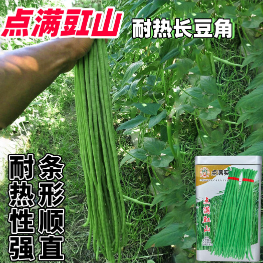 点满豇山耐热长豆角种子豇豆种子耐热性强条形顺直
