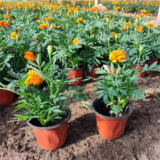 孔雀草 红黄草 草花种植基地