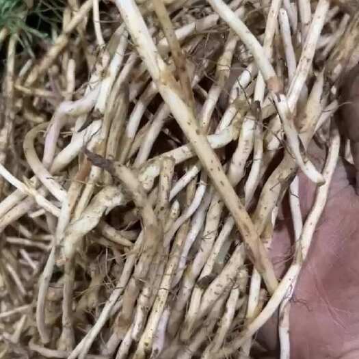 西和县现挖现卖款冬花苗