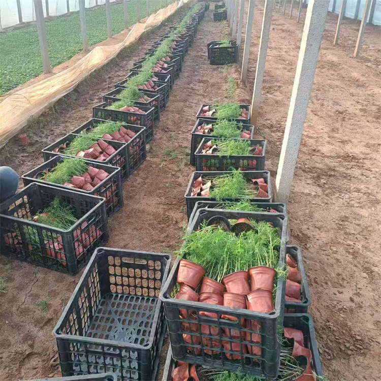 波斯菊 格桑花 秋英杯苗