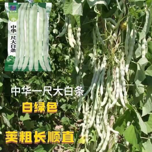 中华一尺大白条豆角种子白绿荚粗长顺直四季豆种子