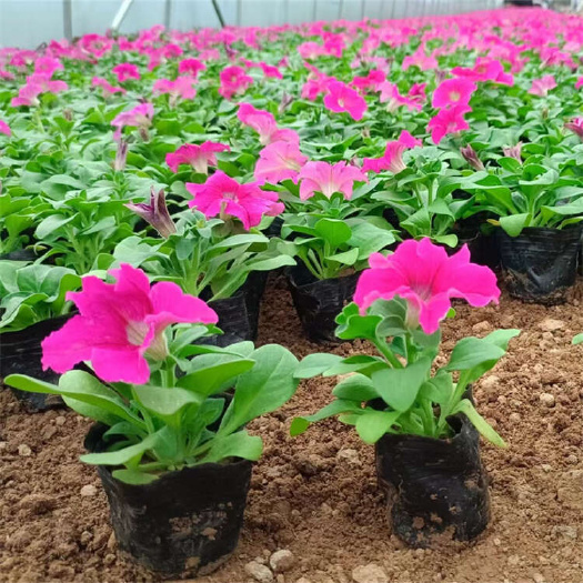 矮牵牛 喇叭花 景观草花种植基地