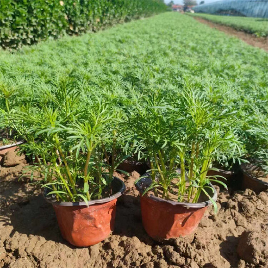 青州市波斯菊 格桑花 秋英杯苗