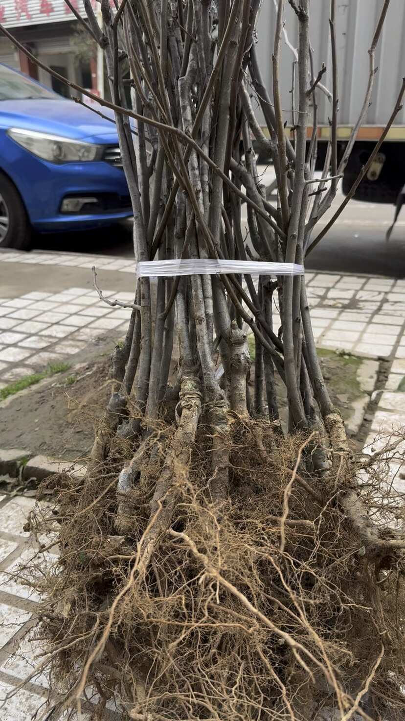 苍溪雪梨苗，嫁接苗