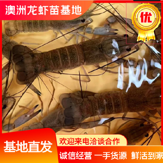 澳洲淡水龙虾苗 蓝龙虾苗澳龙虾苗基地直供 量大从优 技术指导
