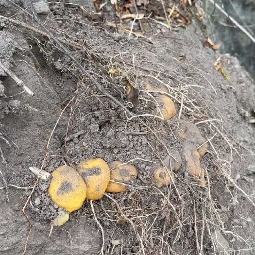 峨边县四川悬崖之上的黄精，做九蒸九晒的天花板大量供应，欢迎咨询