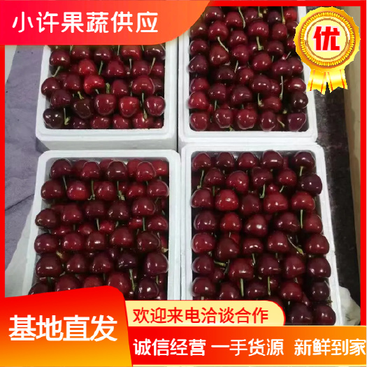 沂源县山东精品大樱桃 脆甜多汁 基地直发 量大从优