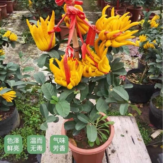 沭阳县金华佛手树苗盆栽地栽四季常青当年结果千佛手瓜阳台庭院种植树苗