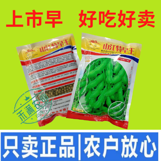 基地大面积可种早熟毛豆种子特早王50天毛豆种子早熟毛豆种子