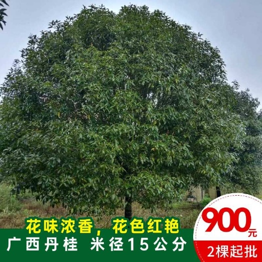 桂林广西丹桂，米径15公分，花味浓香，花色红艳