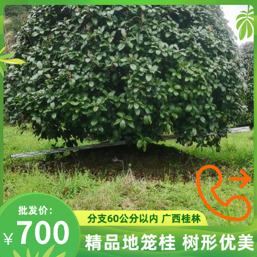 精品地笼桂，树形优美，分支60公分以内，广西桂林