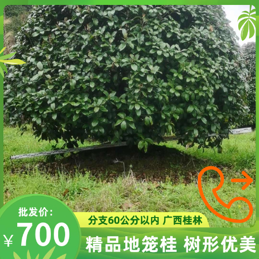 桂林精品地笼桂，树形优美，分支60公分以内，广西桂林