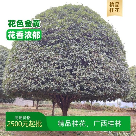 桂林精品桂花，广西桂林，花色金黄，花香浓郁，高速价格