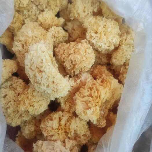 昆明小花银耳云南椴木小花银耳批发