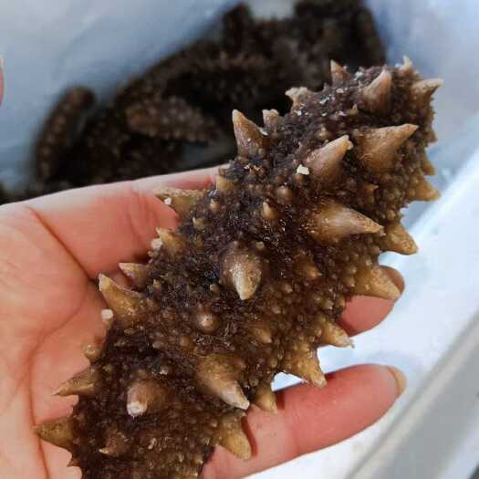 大连底播参 即食海参 辽参 一公斤顺丰包邮