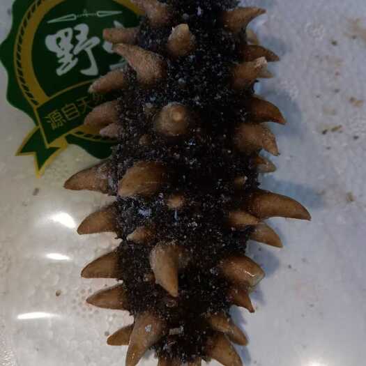 大连海参 即食海参  底播参 顺丰冷链包邮