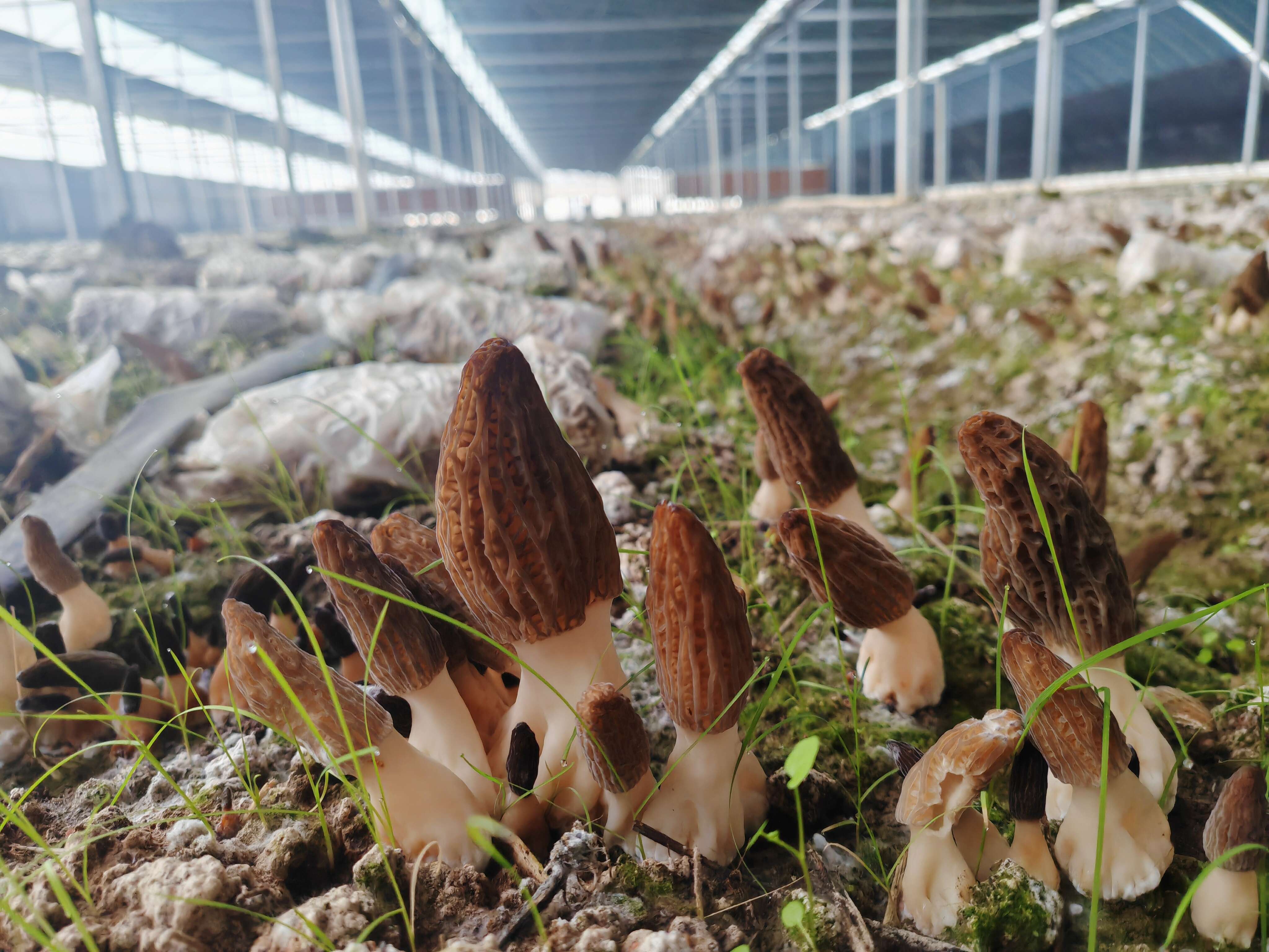 有机羊肚菌，基地直供，可批发，可开票