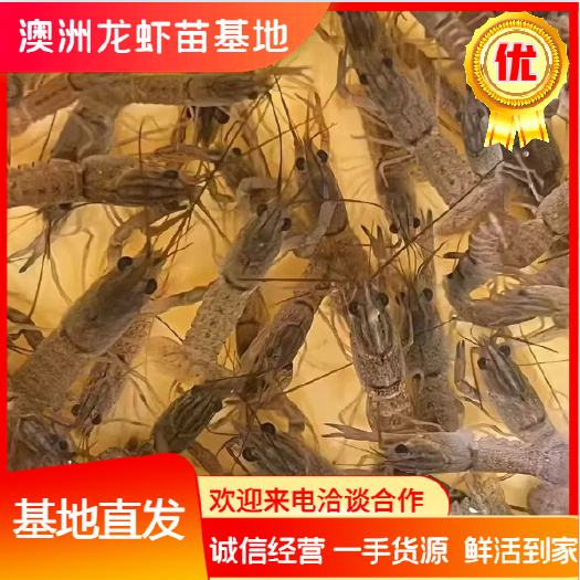 小龙虾苗澳洲淡水蓝龙虾苗澳洲龙虾苗澳洲淡水龙虾 养殖基地直发
