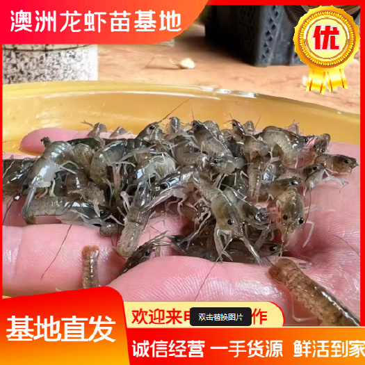 澳洲淡水龙虾苗 蓝龙虾苗 澳龙 空运直达 可提供技术指导