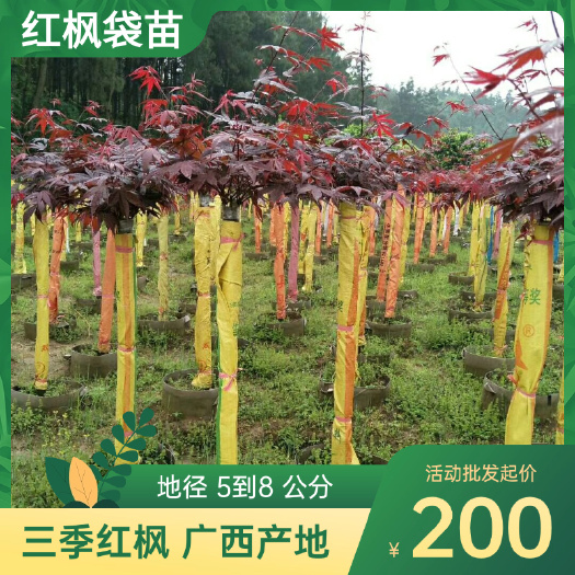 三季红枫，装袋苗，成活，广西桂林直发